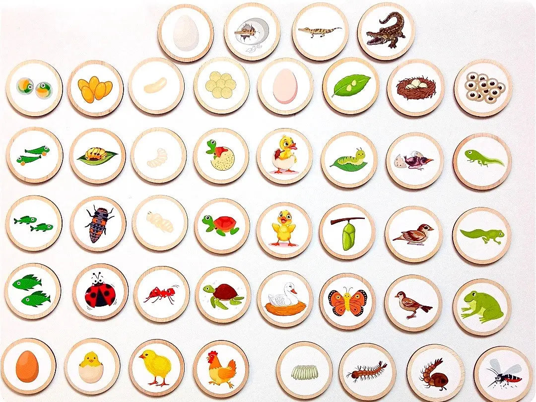 Életciklus korongok - több minta Borbolya