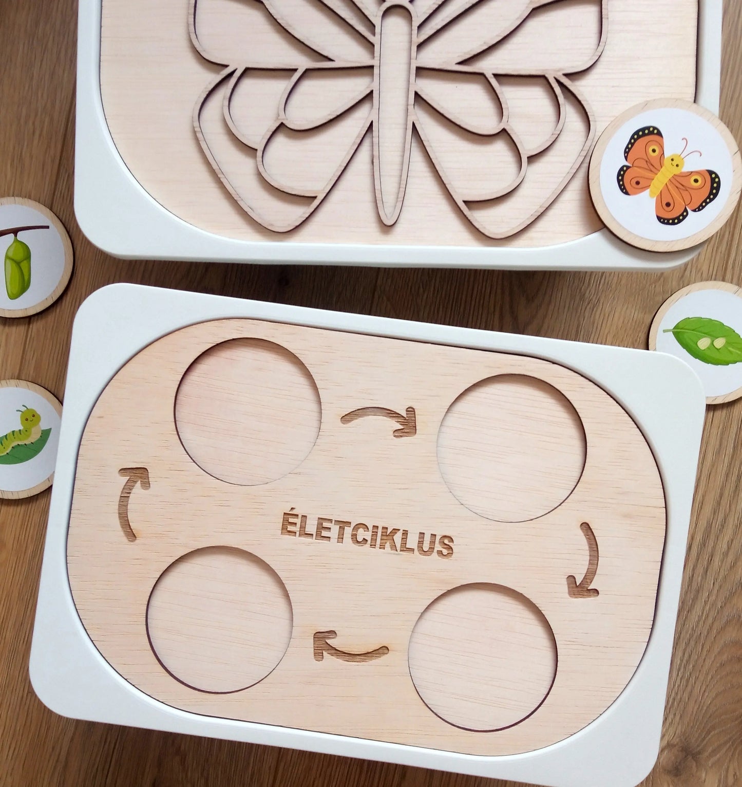 Életciklus kreatív ismeretterjesztő tábla (kis méret) Borbolya