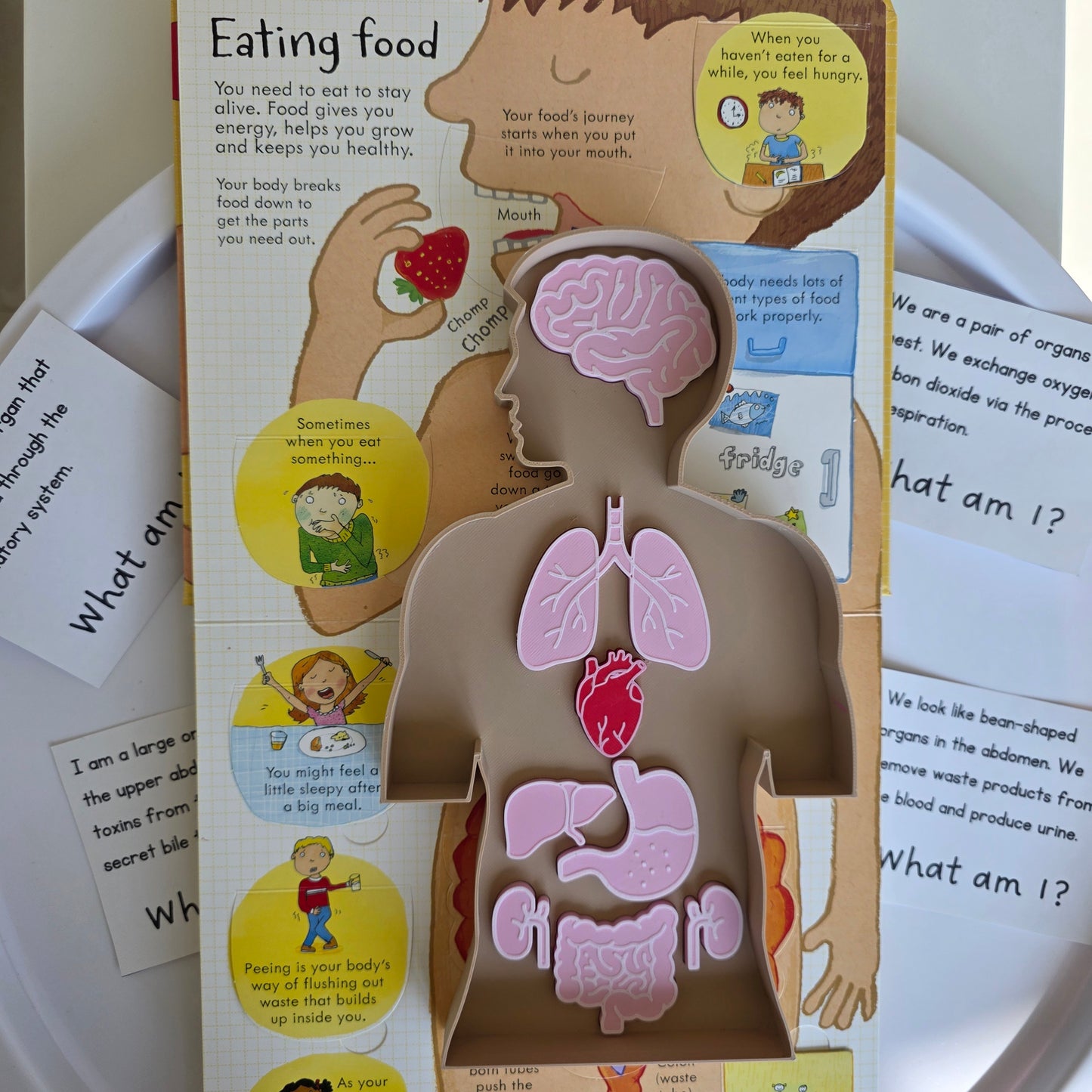Emberi test oktatótálca kivehető szervekkel és tanulókártyákkal