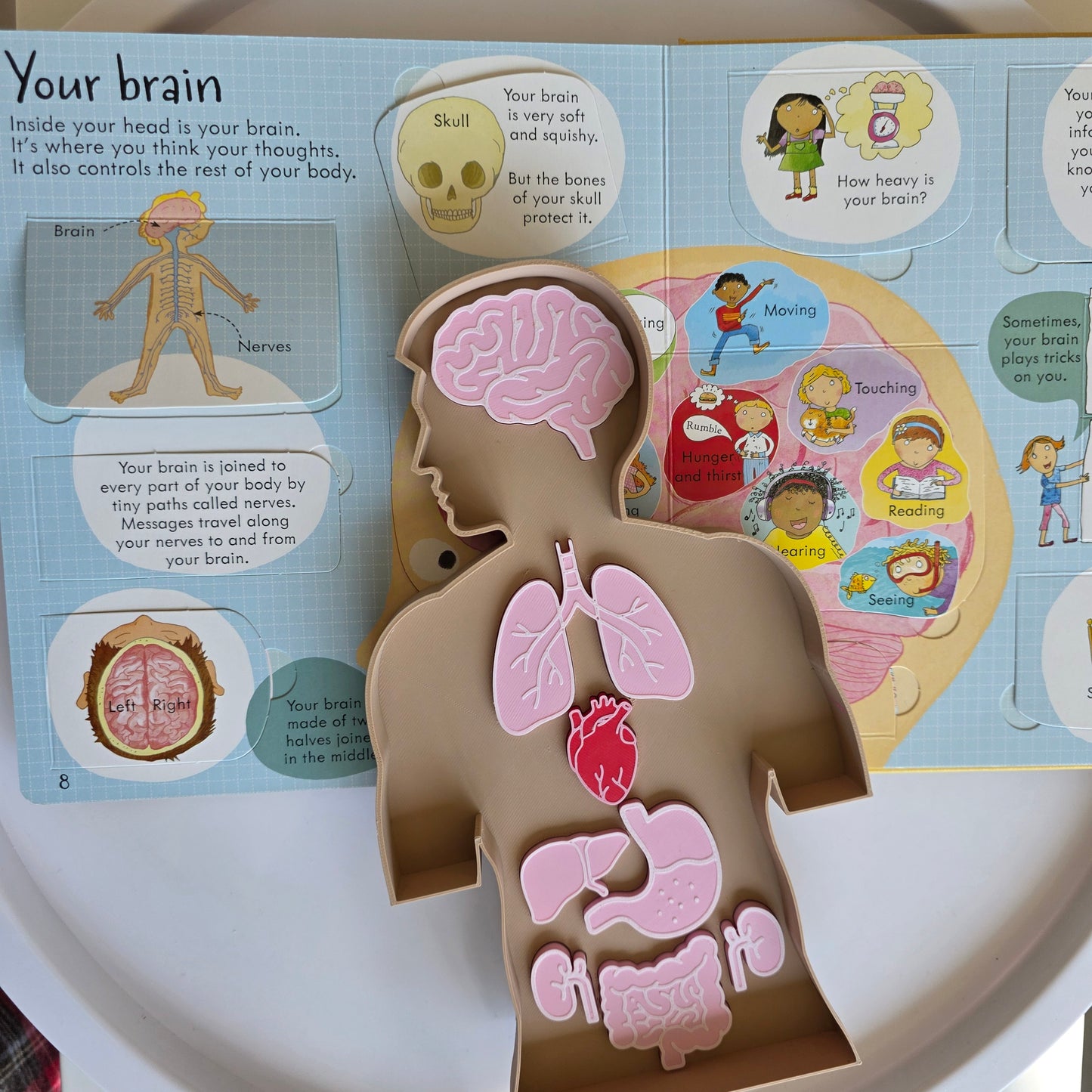 Emberi test oktatótálca kivehető szervekkel és tanulókártyákkal