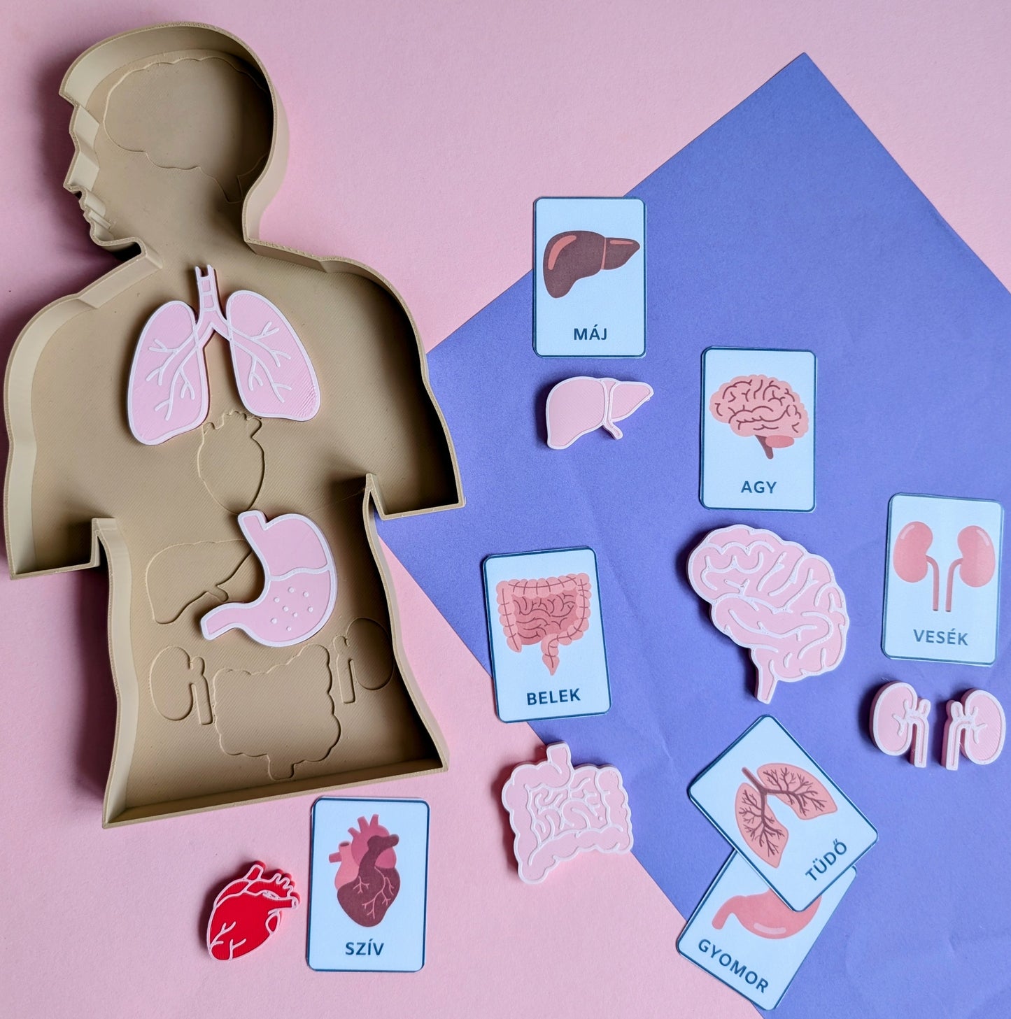 Emberi test oktatótálca kivehető szervekkel és tanulókártyákkal