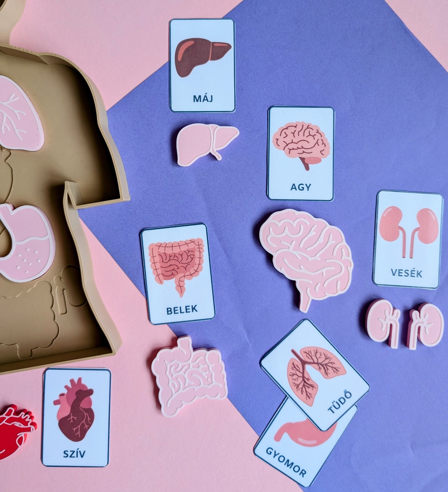 Emberi test oktatótálca kivehető szervekkel és tanulókártyákkal