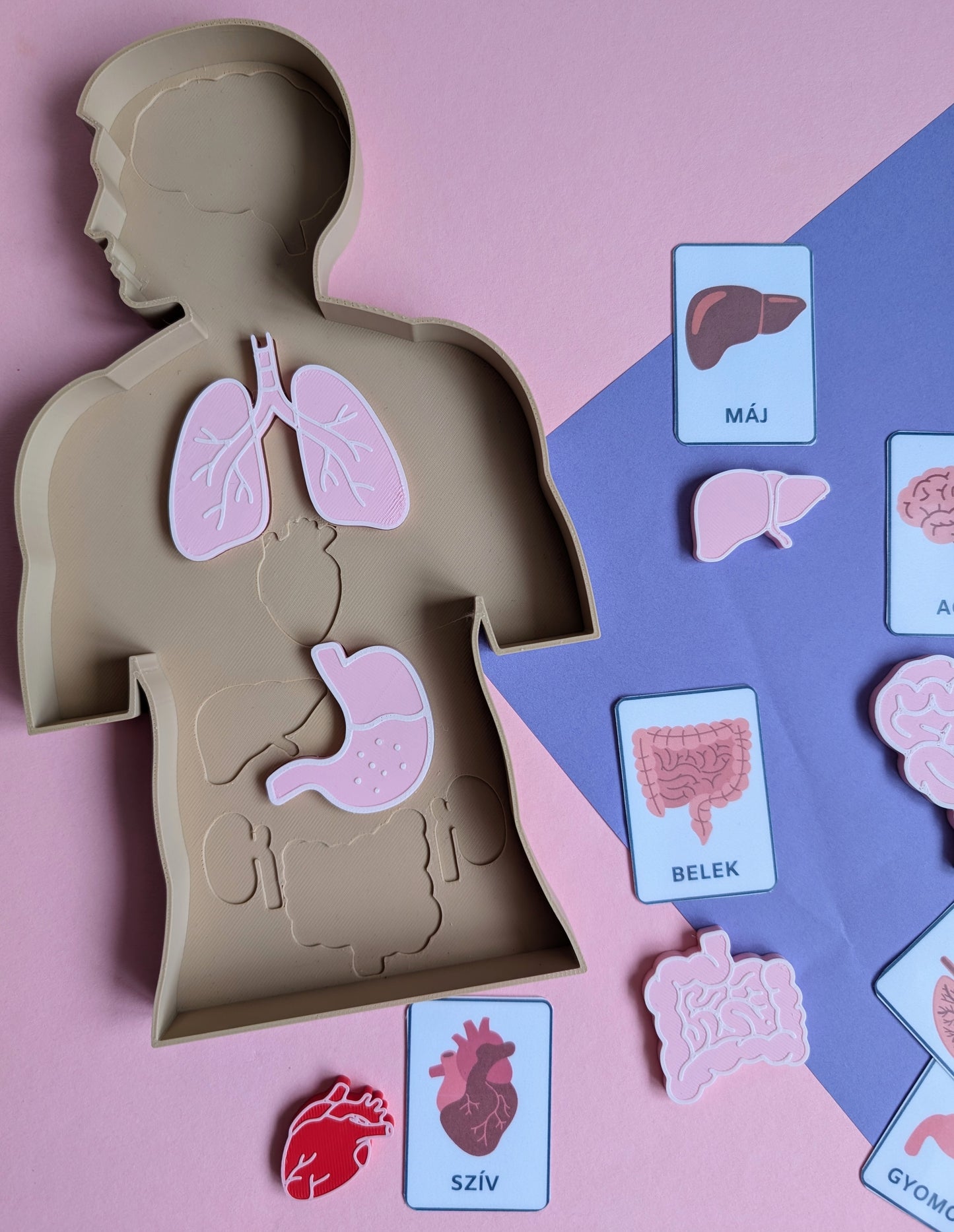Emberi test oktatótálca kivehető szervekkel és tanulókártyákkal